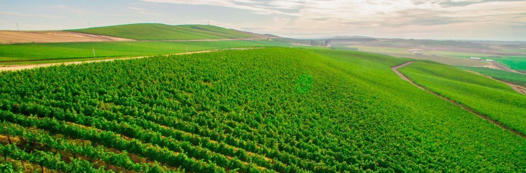 Washington Vineyards