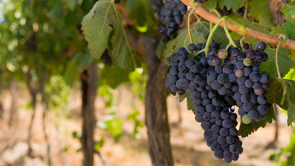 Washington Wine Grapes