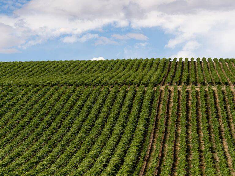 Andrew Januik Wines Vineyards