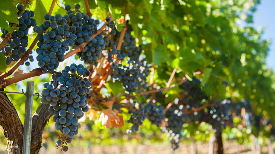 Stillwater Creek Estate Vineyard Grapes