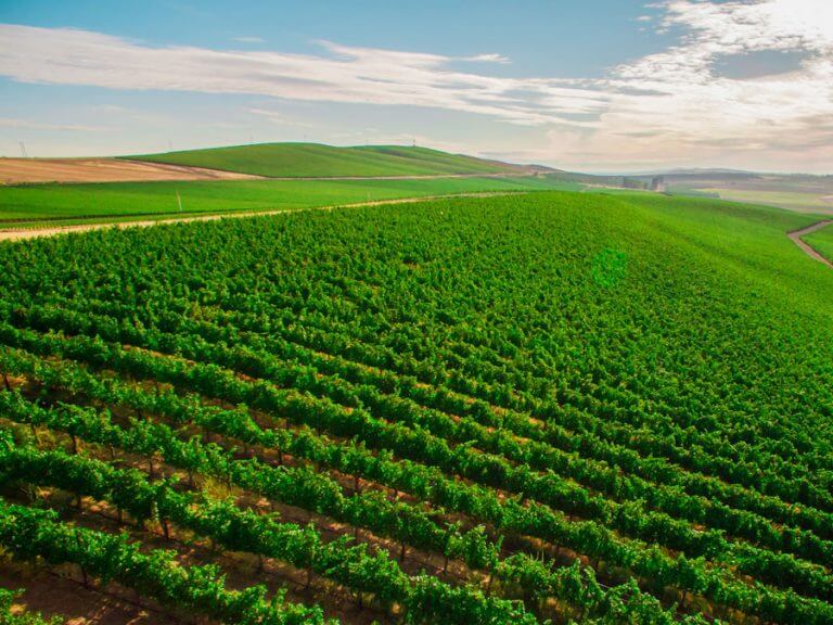 Novelty Hill Wines Vineyards