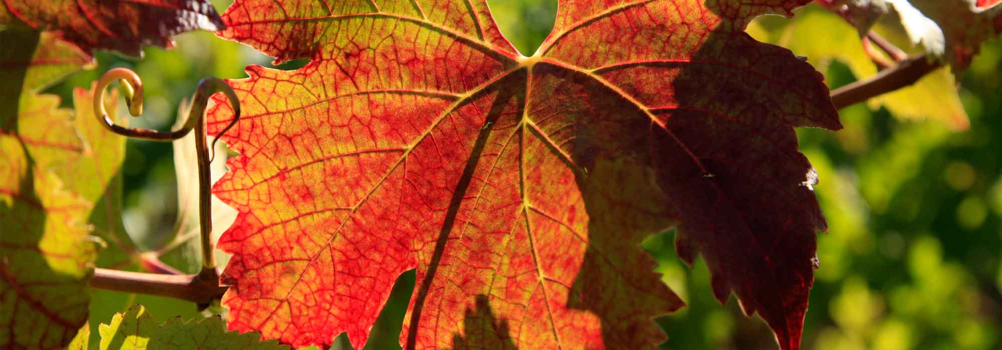 Fall Cellar Circle Weekend Novelty Hill Januik