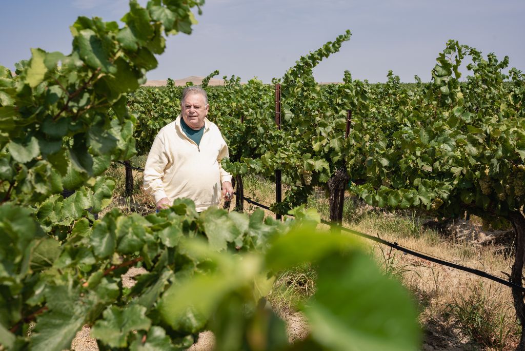 Washington wine pioneer Mike Januik inspects Columbia Valley grapes before making a decision to pick at harvest.